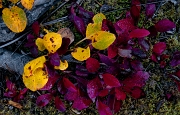 Bearberry & Artctic Willow 5808